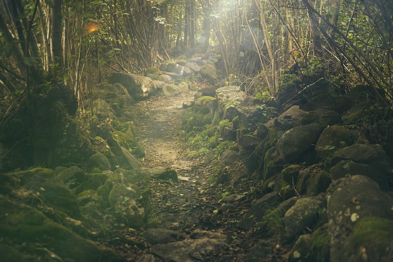 Woodland Clearing